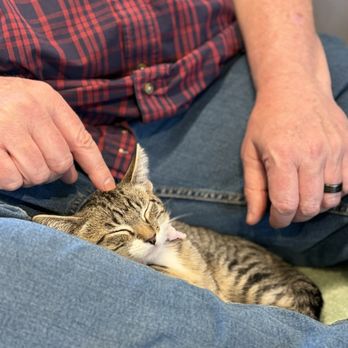 Cat Cafe Meows Rakuen - Cafes Near Me - Gardena, California Cat Cafe Meows Rakuen - Cafes Near Me - Gardena, California