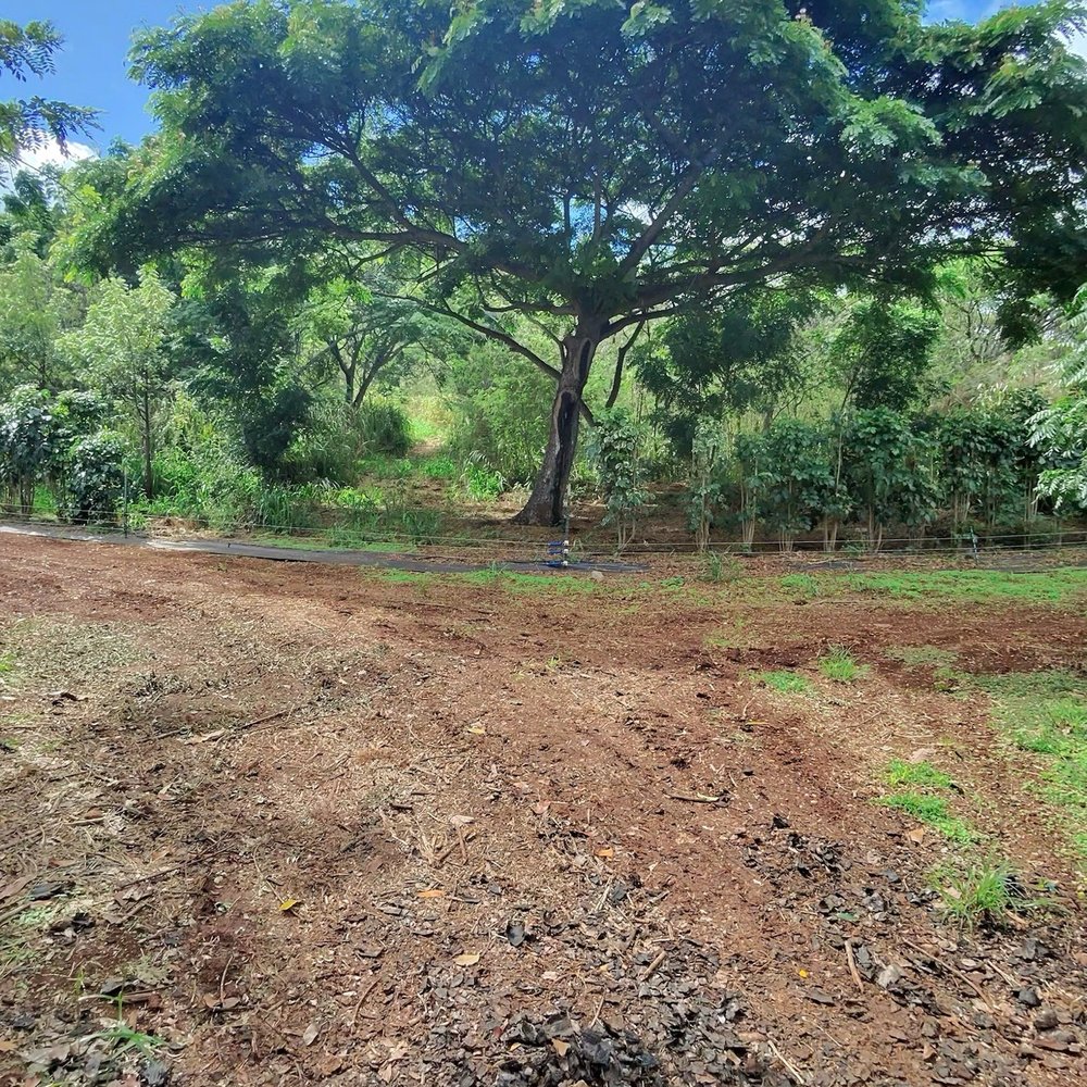 Kamananui Cacao Orchards - Attraction Farms Near Me - Waialua, Hawaii Kamananui Cacao Orchards - Attraction Farms Near Me - Waialua, Hawaii
