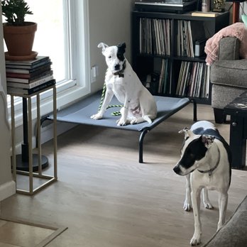 Pavlov Dog Training - Parkin' it - Pet Training Near Me - Denver, Colorado