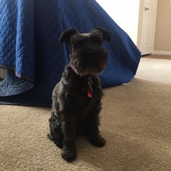 All Veteran Transit - Doggy helping the movers - Movers Near Me