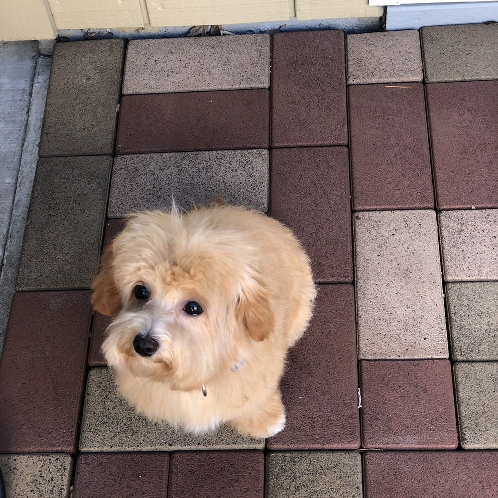 Petco - Pet Stores Near Me - Santa Rosa, California