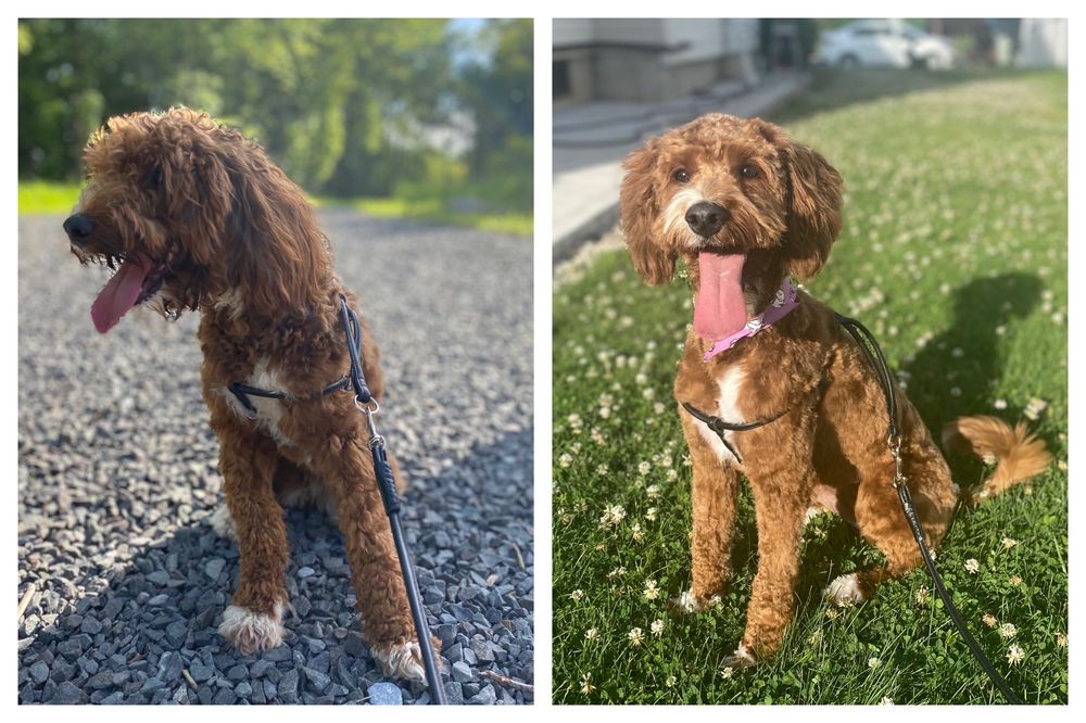 paws grooming spa staten island