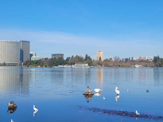 Lake Merritt by null