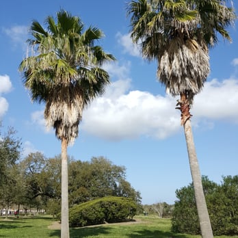 Big Lake - Palm trees and puffy clouds. - Lakes Near Me - New Orleans, Louisiana Big Lake - Palm trees and puffy clouds. - Lakes Near Me - New Orleans, Louisiana