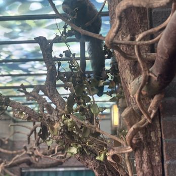 ZSL London Zoo - Zoos Near Me - London, XGL ZSL London Zoo - Zoos Near Me - London, XGL