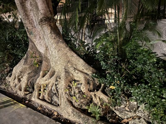 Coconut Grove by null