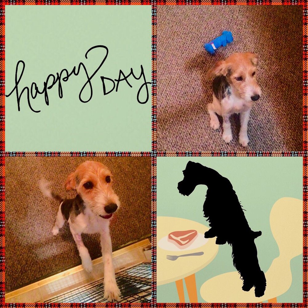 WINGERT ANIMAL HOSPITAL Updated August 2024 10 Reviews 4419 S