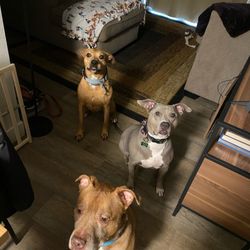 Montage Pet Lodge - pups at home after boarding!