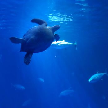 Monterey Bay Aquarium - Aquariums Near Me - Monterey, California