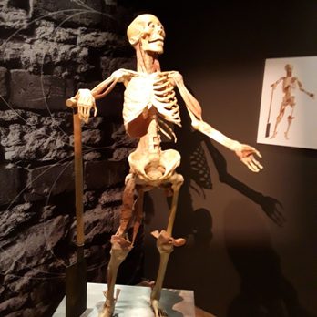 Real Bodies - Museums Near Me - Las Vegas, Nevada Real Bodies - Museums Near Me - Las Vegas, Nevada