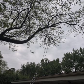 Treetop Climbers - Large locus branch over house removal - Tree Services Near Me - Racine , Wisconsin Treetop Climbers - Large locus branch over house removal - Tree Services Near Me - Racine , Wisconsin