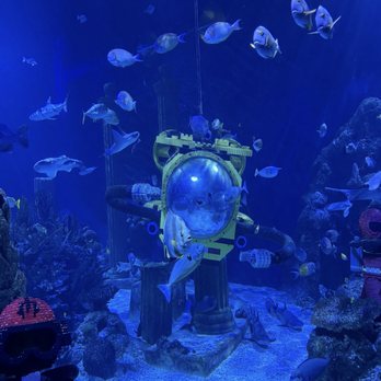 Sea Life Aquarium - Aquariums Near Me - Carlsbad, California Sea Life Aquarium - Aquariums Near Me - Carlsbad, California