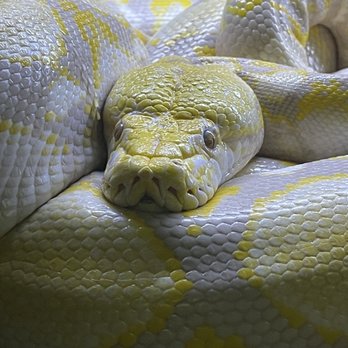 Wildlife Learning Center - Python - Zoos Near Me - Sylmar, California