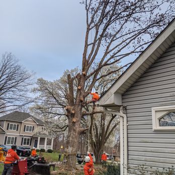 Caliber Tree Services - a tree being pruned - Tree Services Near Me - Gambrills, Maryland