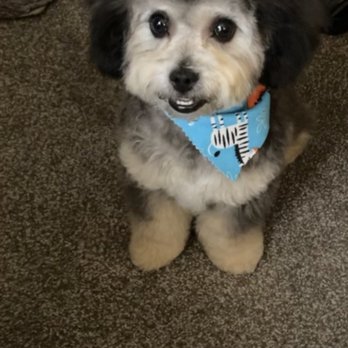 Puppy Pampering Pet Spa - After - Pet Groomers Near Me - Rancho Cucamonga, California