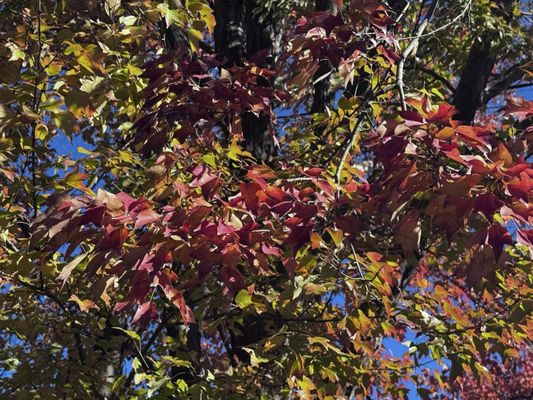 Tsurugaoka Hachimangu by null