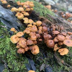 Margarette Falls Trail