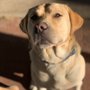 Photo of Naturally K9