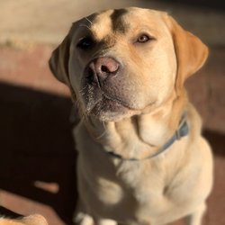 Naturally K9