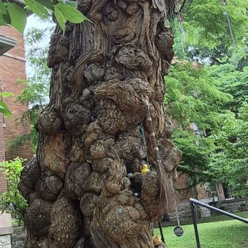 The Witches Tree - Landmarks & Historical Buildings Near Me - Louisville, Kentucky The Witches Tree - Landmarks & Historical Buildings Near Me - Louisville, Kentucky