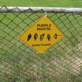Plum Island Lighthouse - Purple martins are cool birds - Landmarks & Historical Buildings Near Me - Newburyport, Massachusetts Plum Island Lighthouse - Purple martins are cool birds - Landmarks & Historical Buildings Near Me - Newburyport, Massachusetts