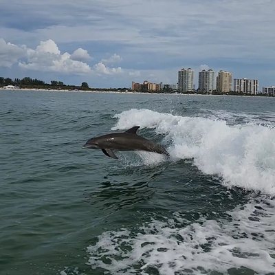 Little Toot Dolphin Adventure by null