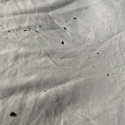 U-Haul Moving & Storage of Maple Shade - Mice poop on my bed that they also eat through