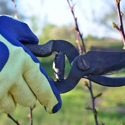 Twins Tree Service