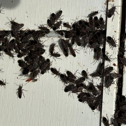 Yosemite Pest & Rodent Solutions - Boxelders bugs overwintering on home.