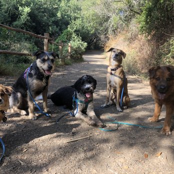 Pawsitopia - Pet Sitting Near Me - Truckee, California Pawsitopia - Pet Sitting Near Me - Truckee, California