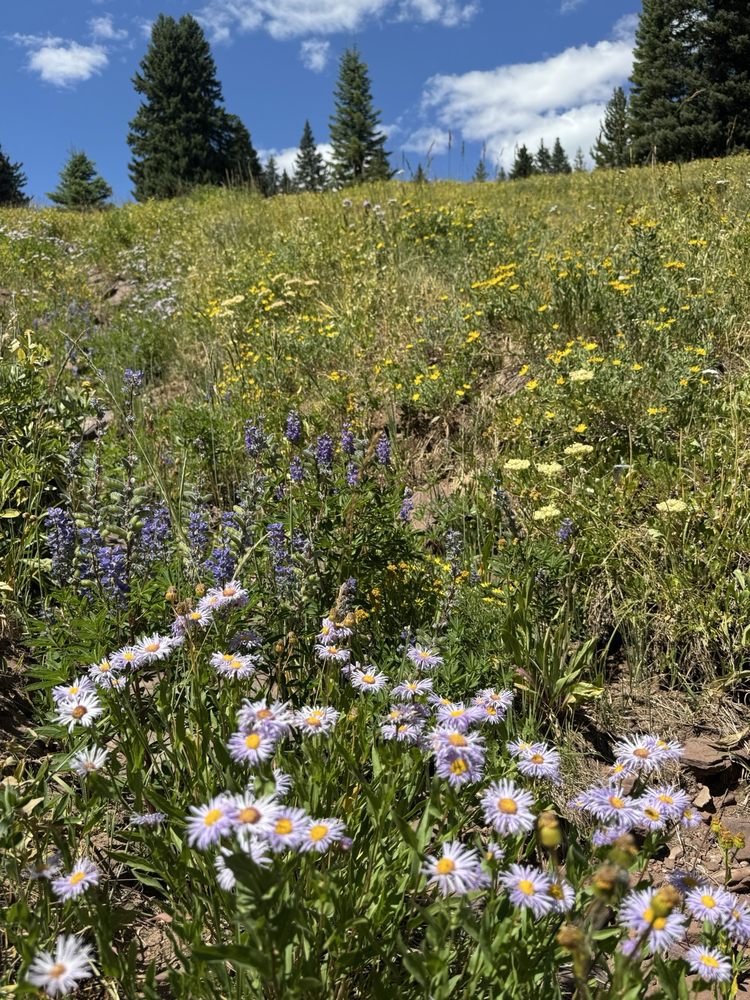 Vail Resorts gift card