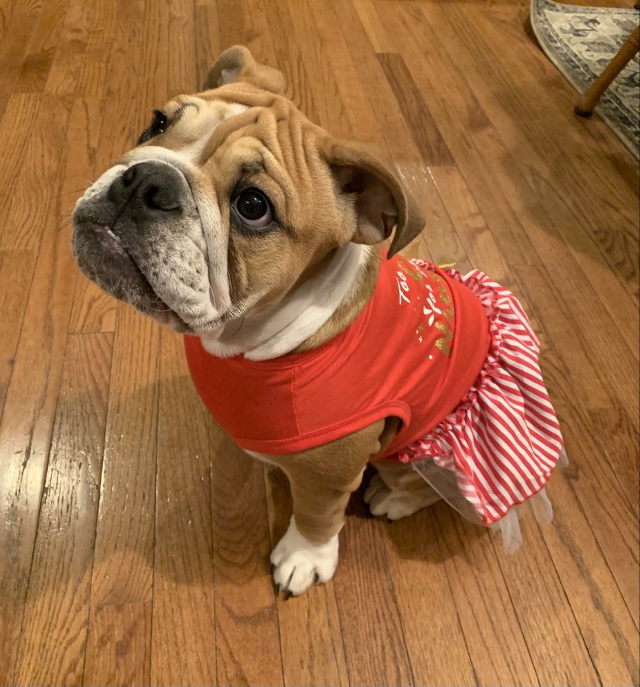 Mulberry Grove Animal Hospital Image