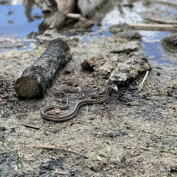 Lassen Volcanic National Park - Snake having lunch - Parks Near Me - Mineral, California