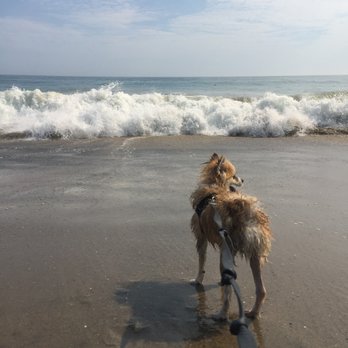 Bark Busters - Wiley was able to go to the dog beach - Pet Training Near Me