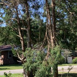 Mastercare Tree Service - Partial cut tree limb left from a job.