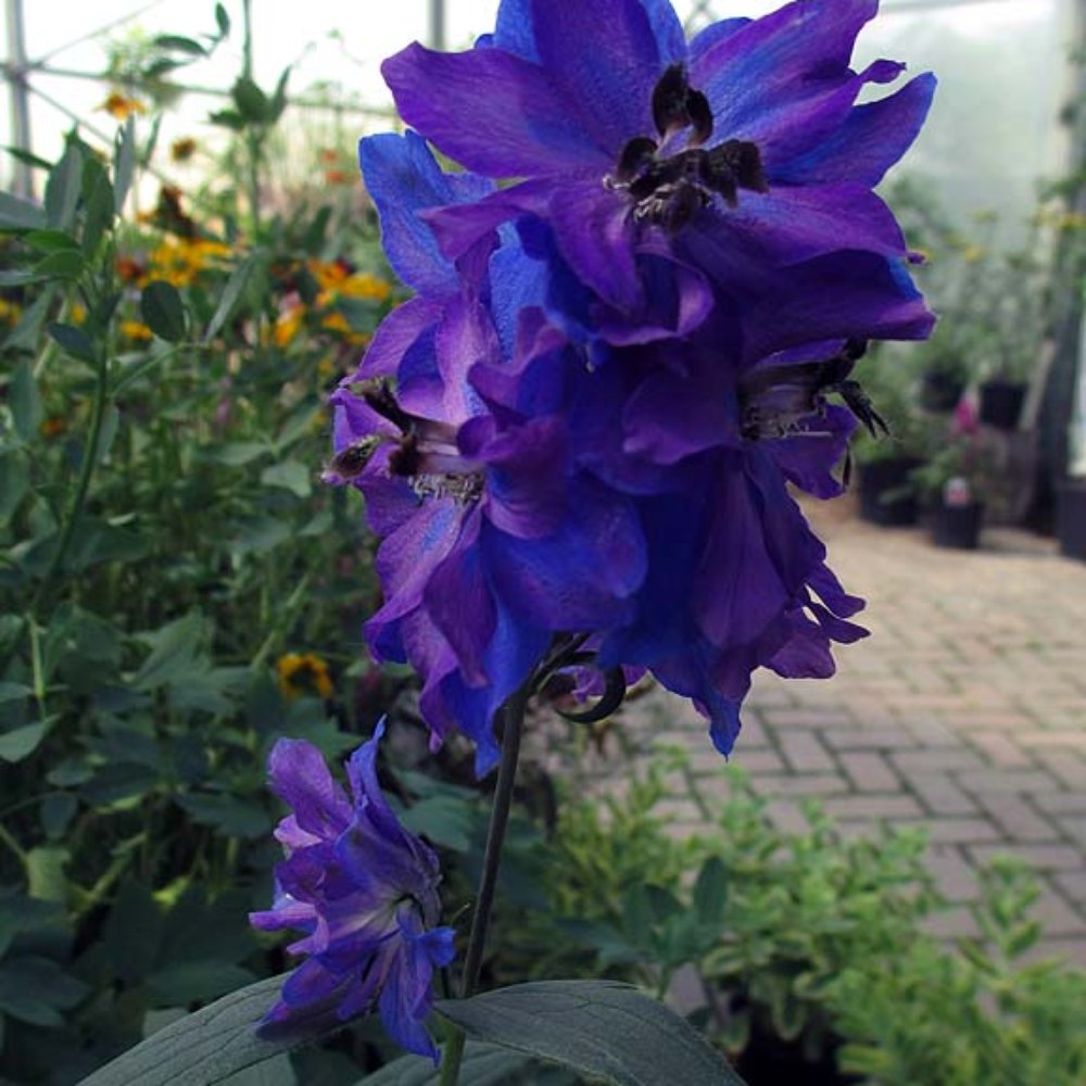 Lodi Farms - Delphinium. - Nurseries & Gardening Near Me - Ann Arbor, Michigan Lodi Farms - Delphinium. - Nurseries & Gardening Near Me - Ann Arbor, Michigan