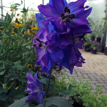 Lodi Farms - Delphinium. - Nurseries & Gardening Near Me - Ann Arbor, Michigan Lodi Farms - Delphinium. - Nurseries & Gardening Near Me - Ann Arbor, Michigan