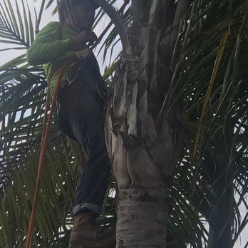 Premier Tree Experts - Tree Services Near Me - Orange, California Premier Tree Experts - Tree Services Near Me - Orange, California