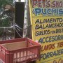 Puchis