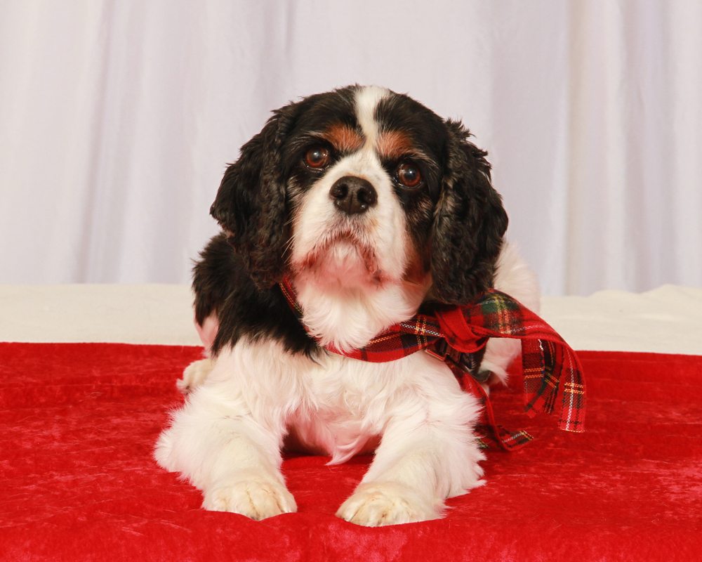 DOGPATCH Updated August 2024 12 Photos 2789 Post Rd, Warwick