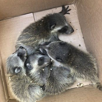 Critter Control - Raccoons rescued from an attic. - Pest Control Near Me Critter Control - Raccoons rescued from an attic. - Pest Control Near Me