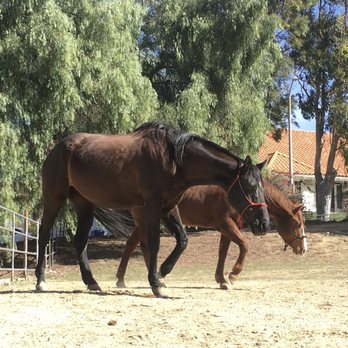 Hillcrest Ranch - Pasture time - Horseback Riding Near Me - Granada Hills, California