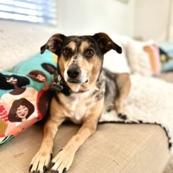 Bark n' Breakfast - the couch potato life