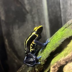 Poison dart frog