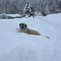 Haus Rohrbach Pension - Neighbor dog Tina!