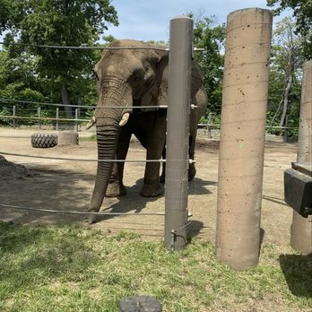 Roger Williams Park Zoo - Elephant - Zoos Near Me - Providence, Rhode Island Roger Williams Park Zoo - Elephant - Zoos Near Me - Providence, Rhode Island