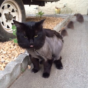 Pet Cuts - Ninja love his Dinosaur cut! #straighthairdinosaurcut - Pet Groomers Near Me - San Marcos, California
