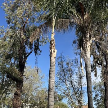 GreenLife Tree Care - After service - Tree Services Near Me