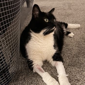 Pet ER - Alexa back at home and feeling better - Veterinarians Near Me - Setauket East Setauket, New York Pet ER - Alexa back at home and feeling better - Veterinarians Near Me - Setauket East Setauket, New York