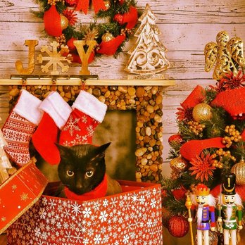 Ruby Clippers Pet Grooming - Pet Groomers Near Me - Oakland Park, Florida
